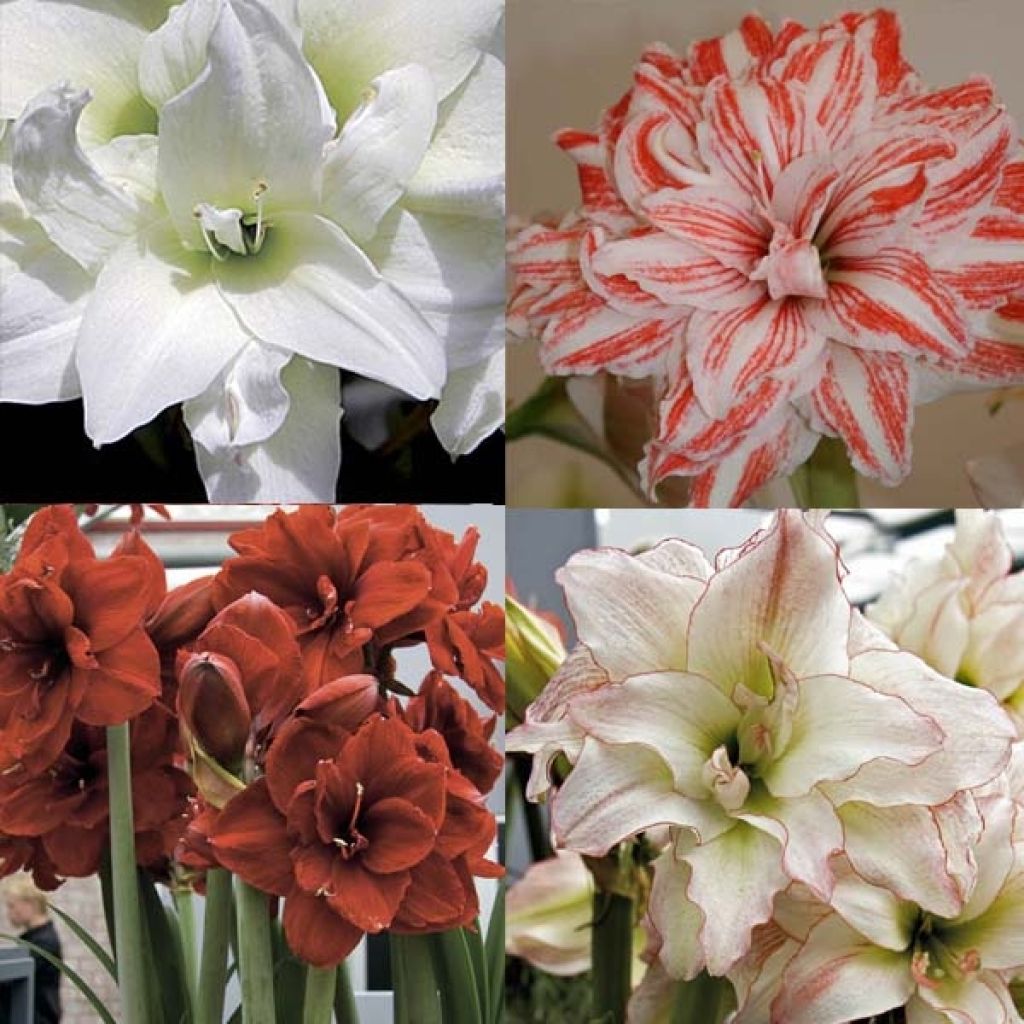 Collection de 4 Amaryllis Doubles