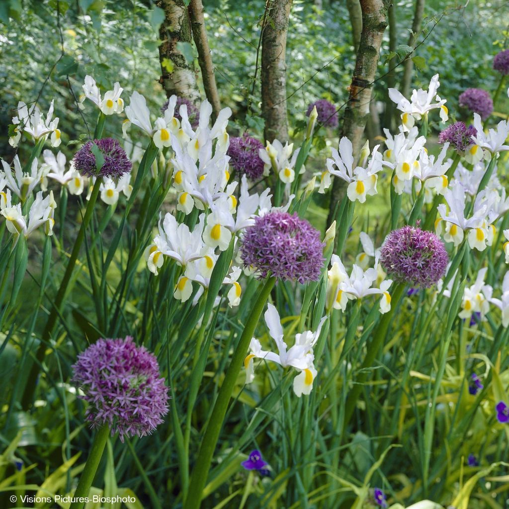 Collection Allium & Iris de Hollande