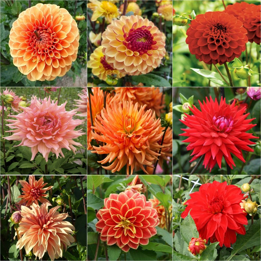 Collection Brassée de dahlias flamboyants - 9 variétés