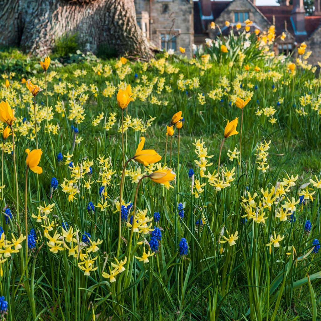 Collection bulbes à naturaliser jaune/bleu