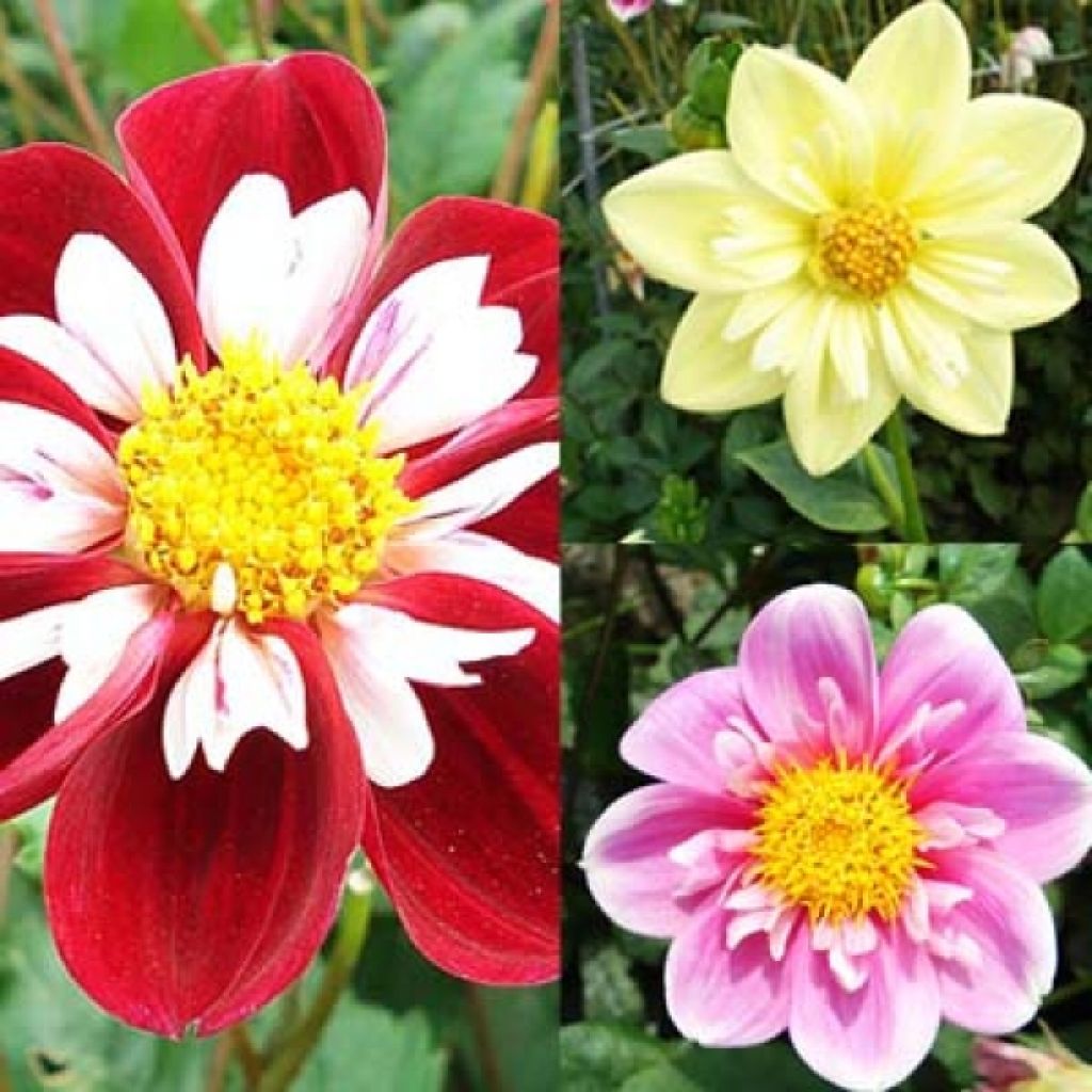 Collection dahlias Collerettes