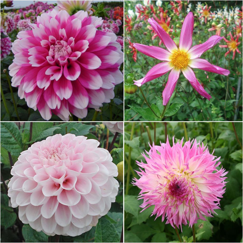 Collection Dahlias Bohême