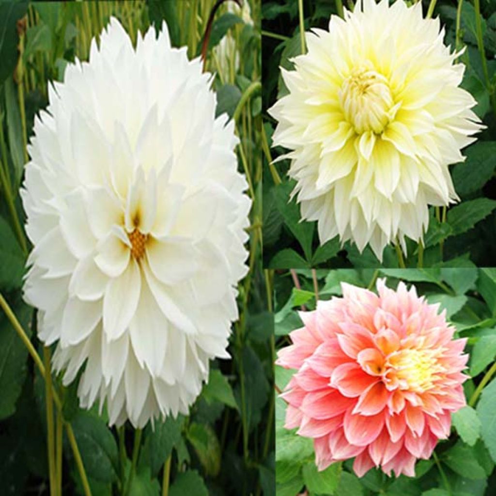 Collection Dahlias Fubiki