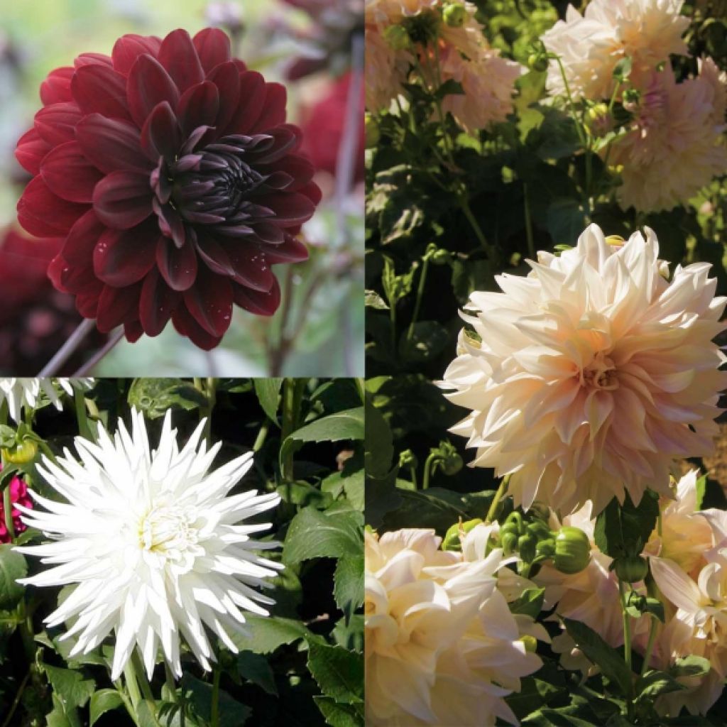 Collection de 4 Dahlias Noir et Blanc