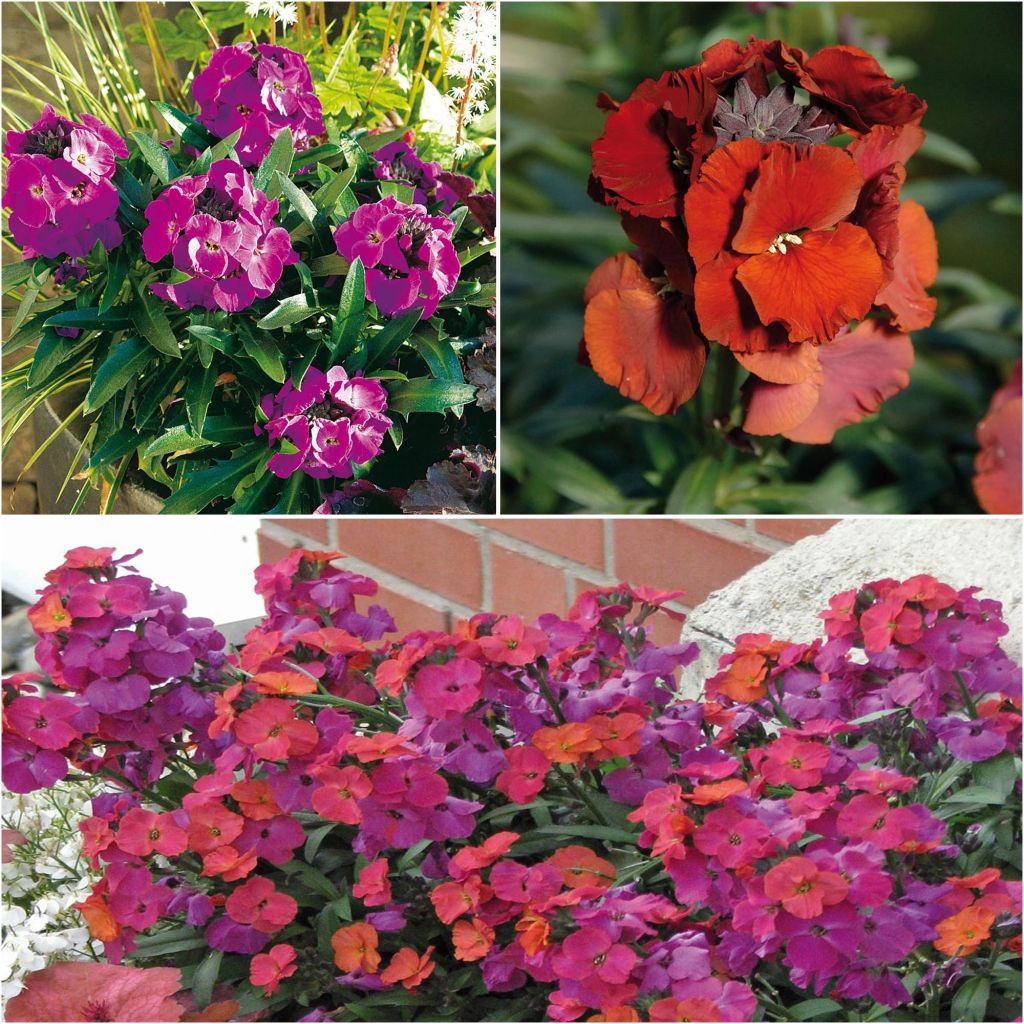 Collection de 3 Giroflées vivaces - Erysimum Winter