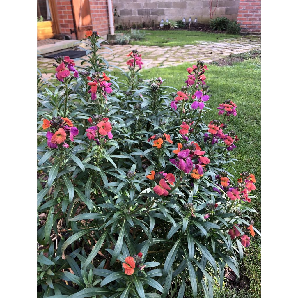 Collection de 3 Giroflées vivaces - Erysimum Winter