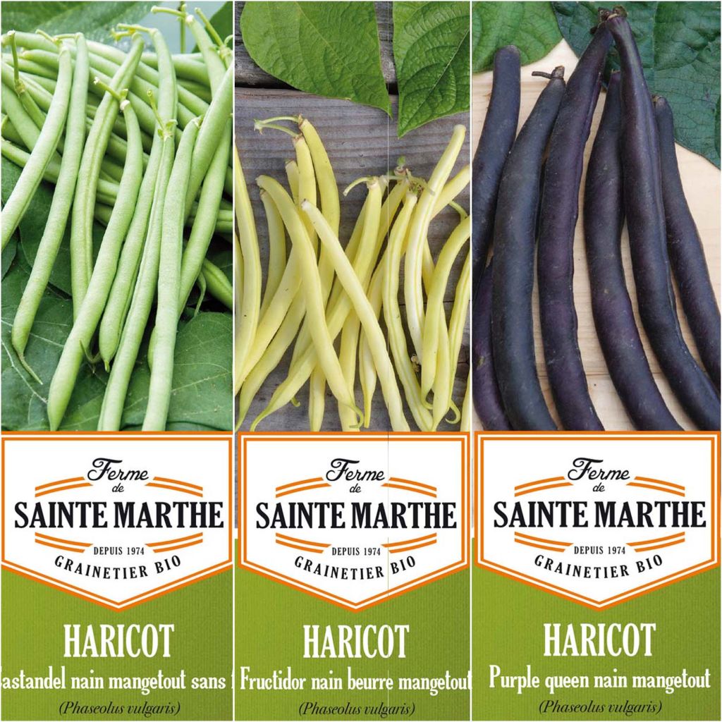 Collection de 3 haricots colorés et productifs BIO - Ferme de Sainte-Marthe