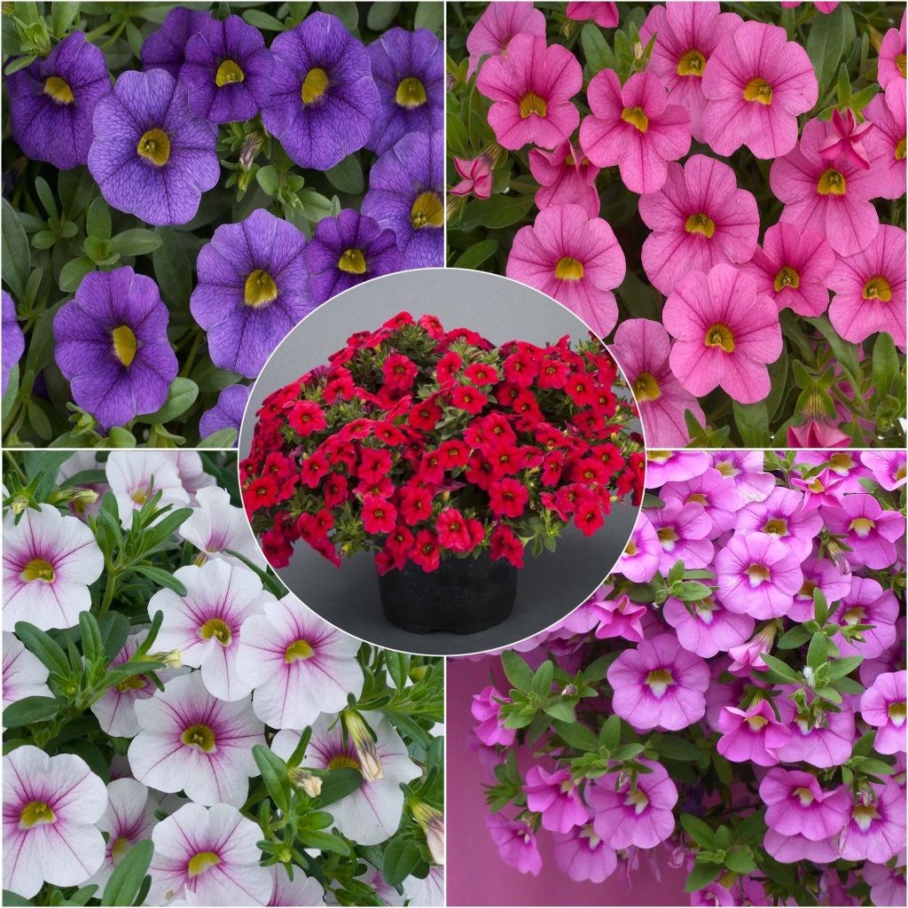 Collection de 5 Calibrachoa ou Mini-pétunias