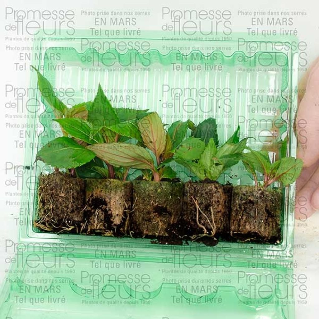 Collection de 5 Impatiens Sunpatiens