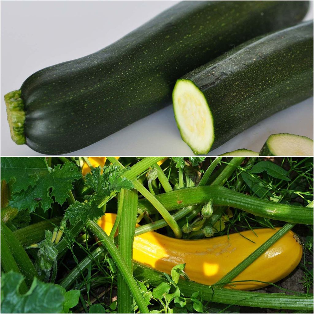 Collection duo de 2 courgettes en plants GREFFES