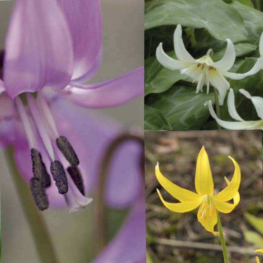 Collection Erythronium