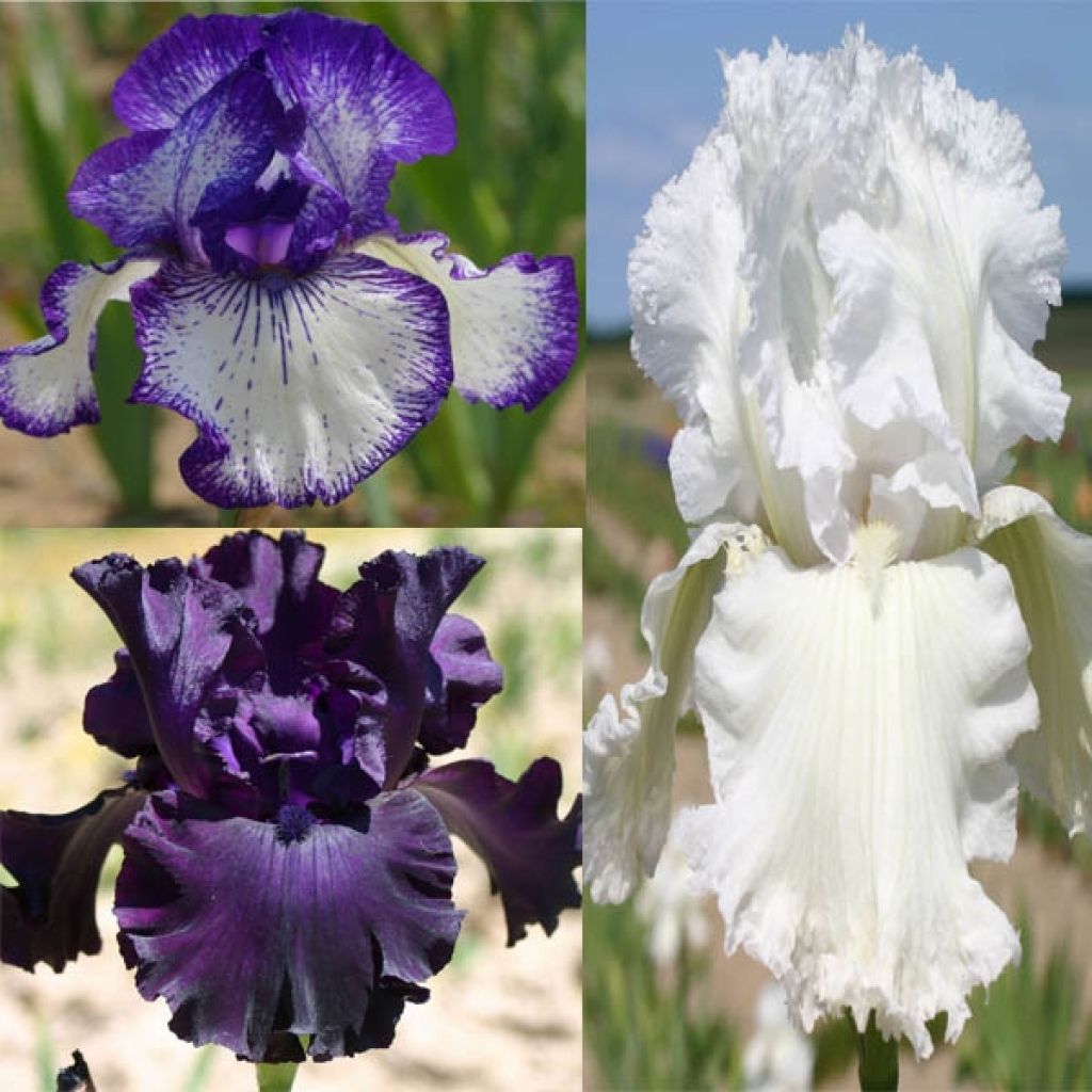 Collection de 3 Iris Germanica