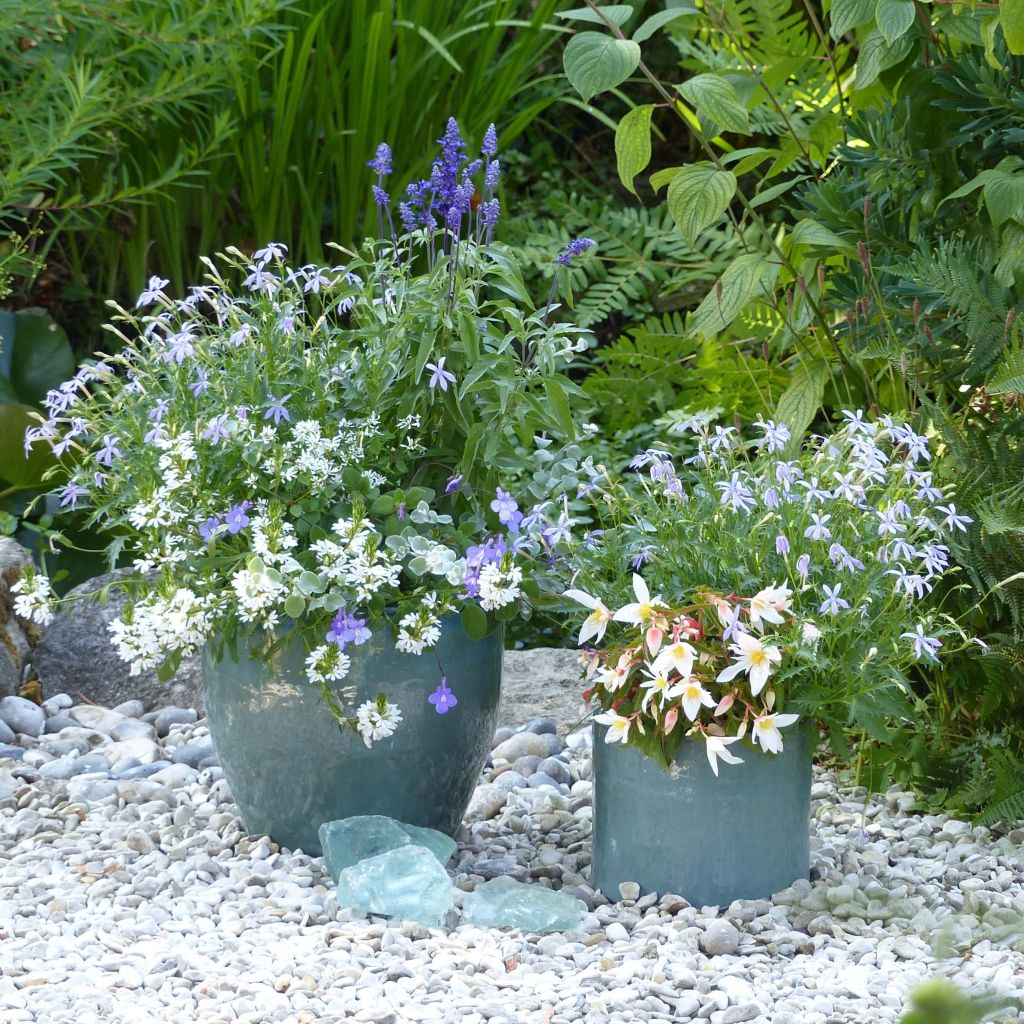 Collection Jardinière Blanc-Bleu - 5 annuelles à floraisons bleues et blanches. 