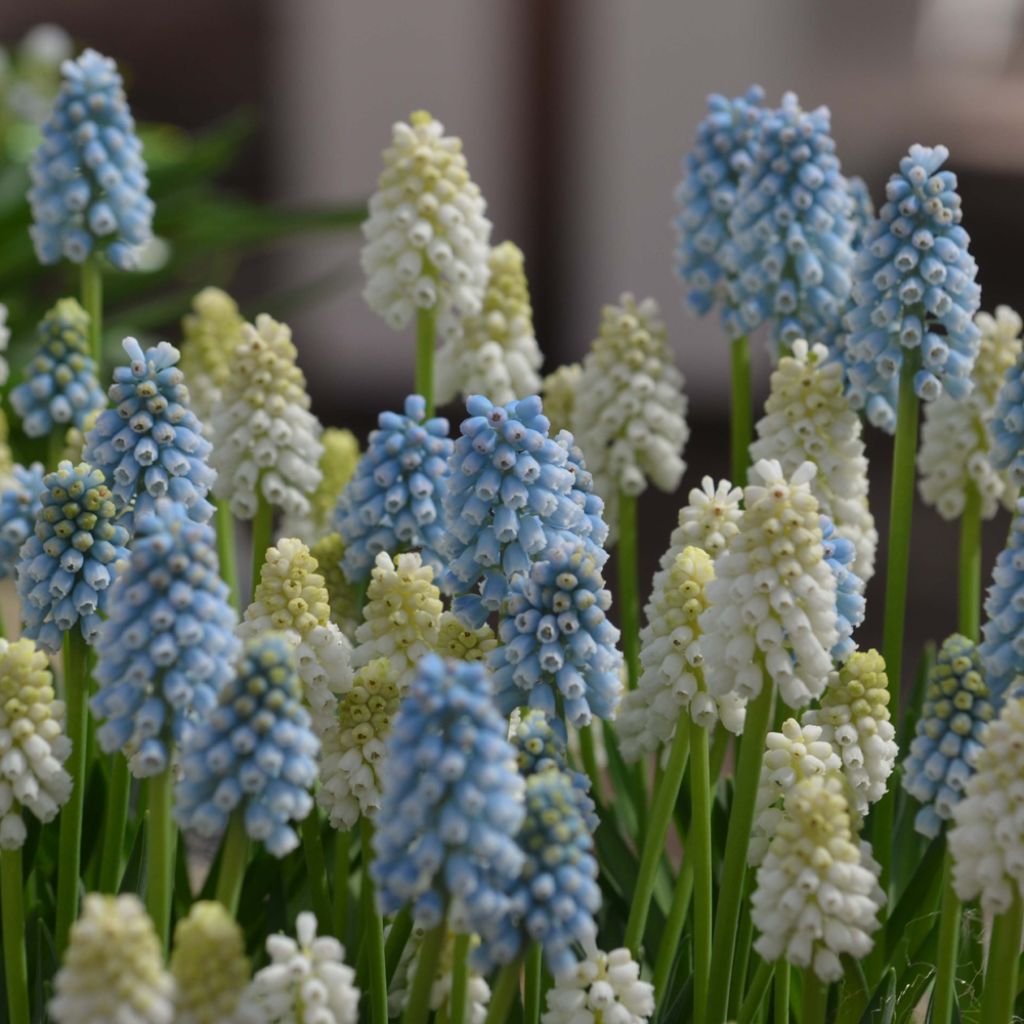 Collection Muscari Magic