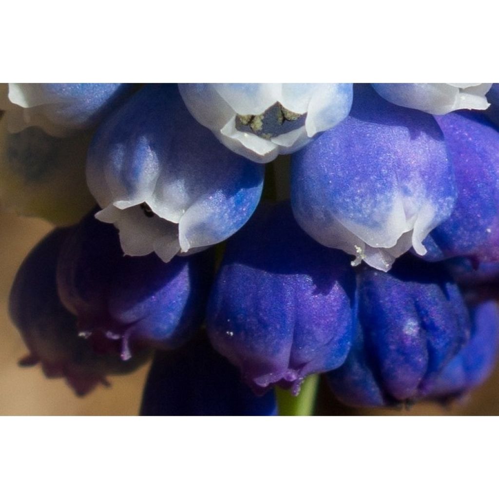 Collection Muscari Magic