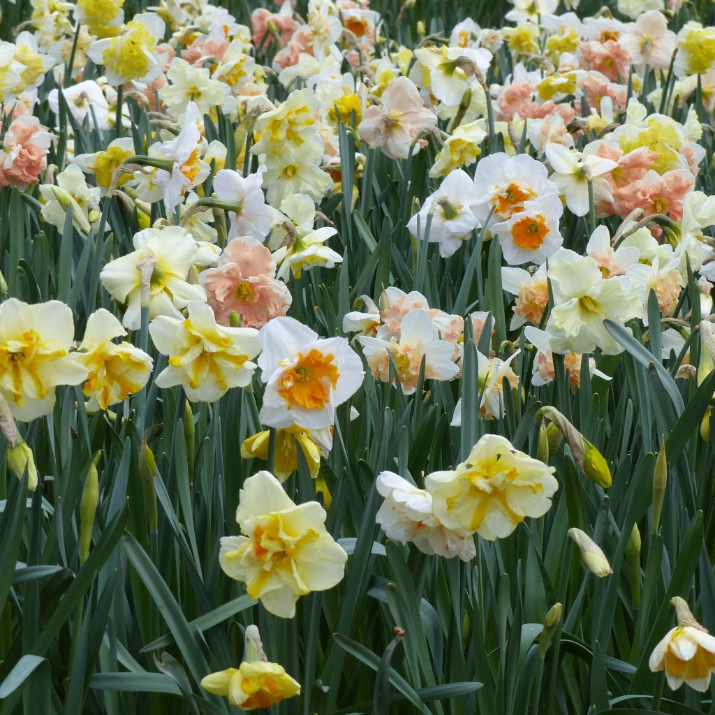 Collection Narcisses Papillons