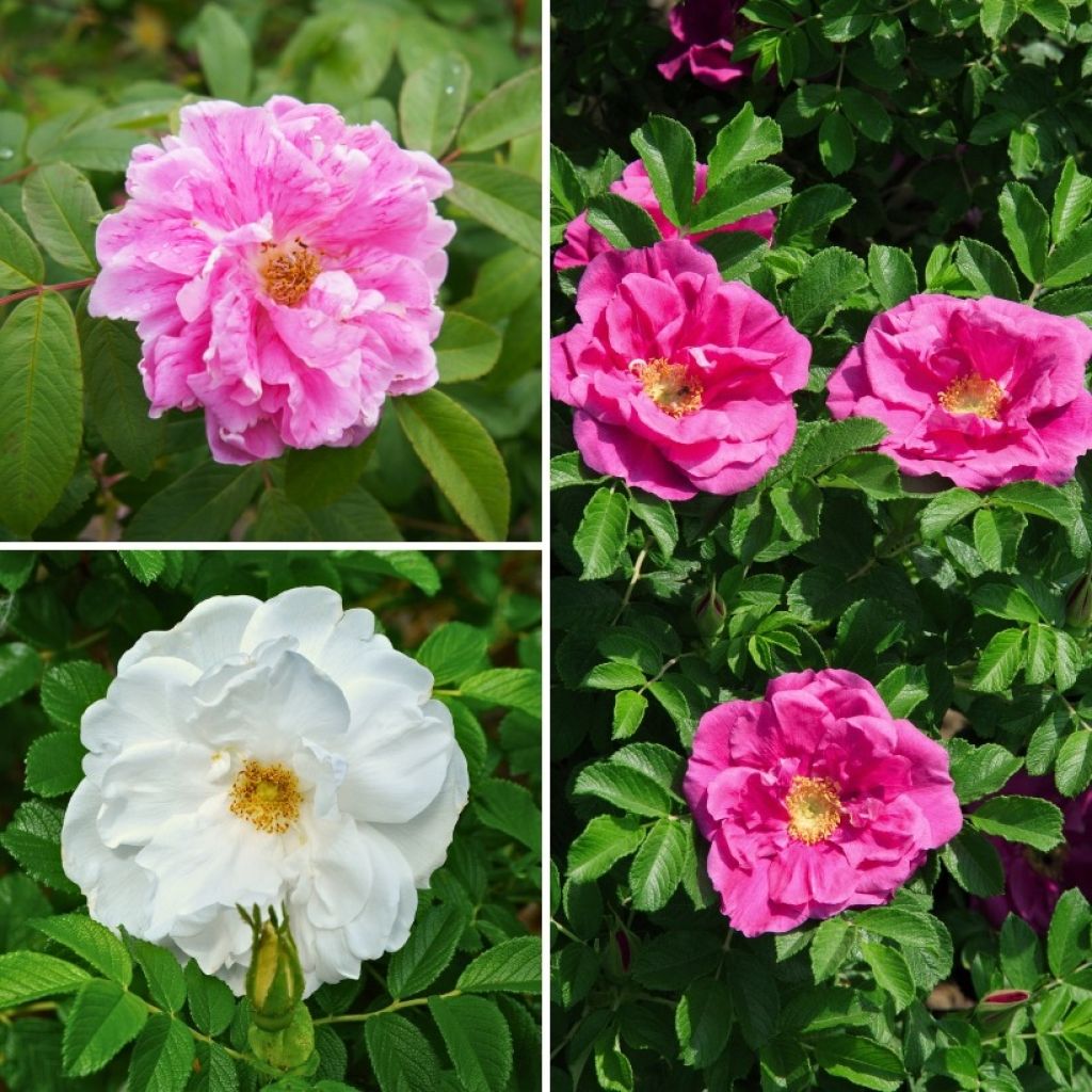 Collection Rosiers rugosa doubles pour Haie libre romantique