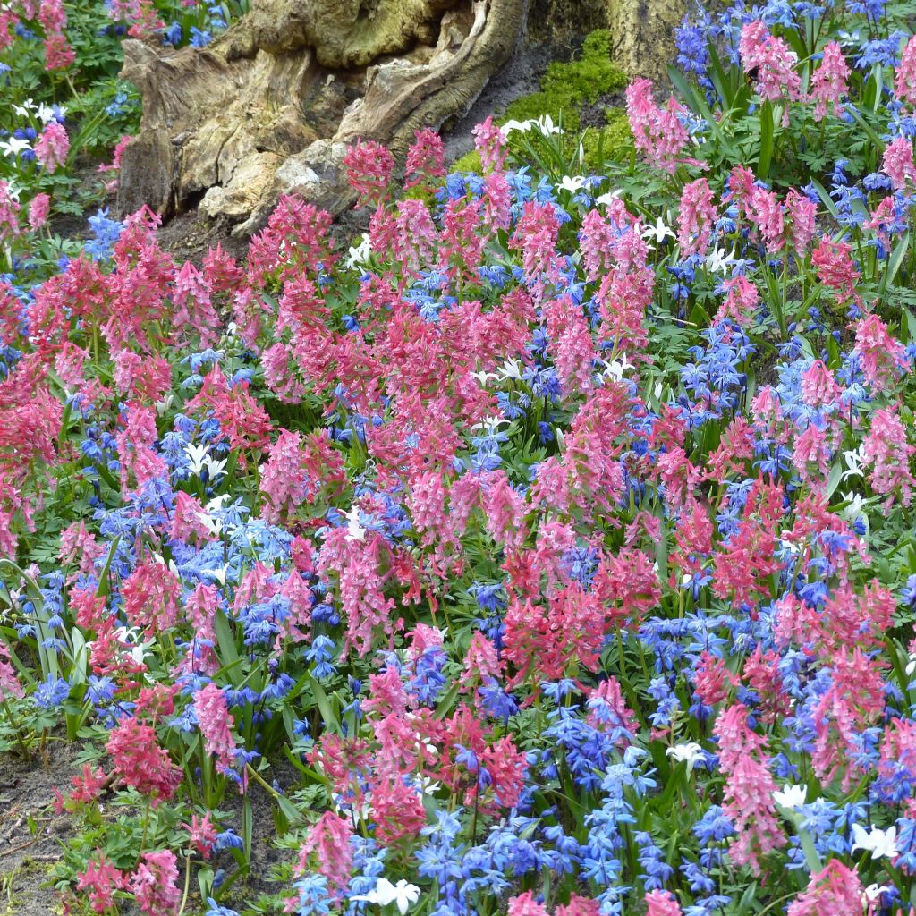 Collection Tapis fleuri en sous-bois - 55 bulbes