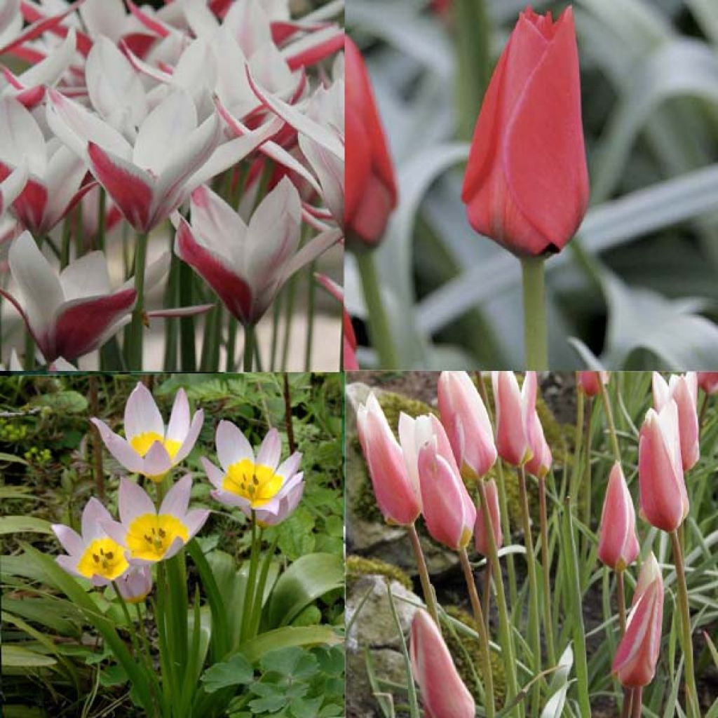 Collection 50 Tulipes Sauvages
