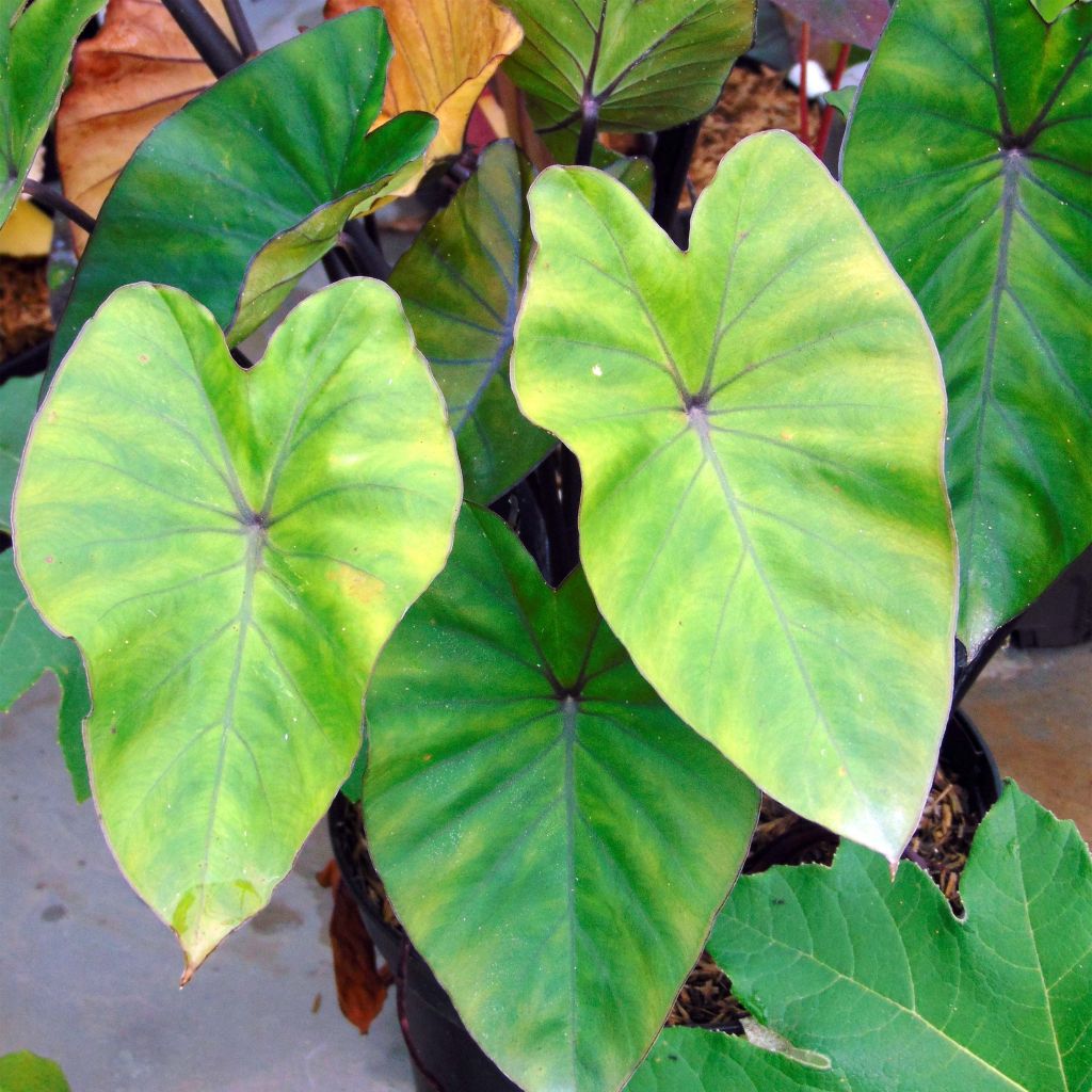 Colocasia Black Stem - Oreille d'Eléphant