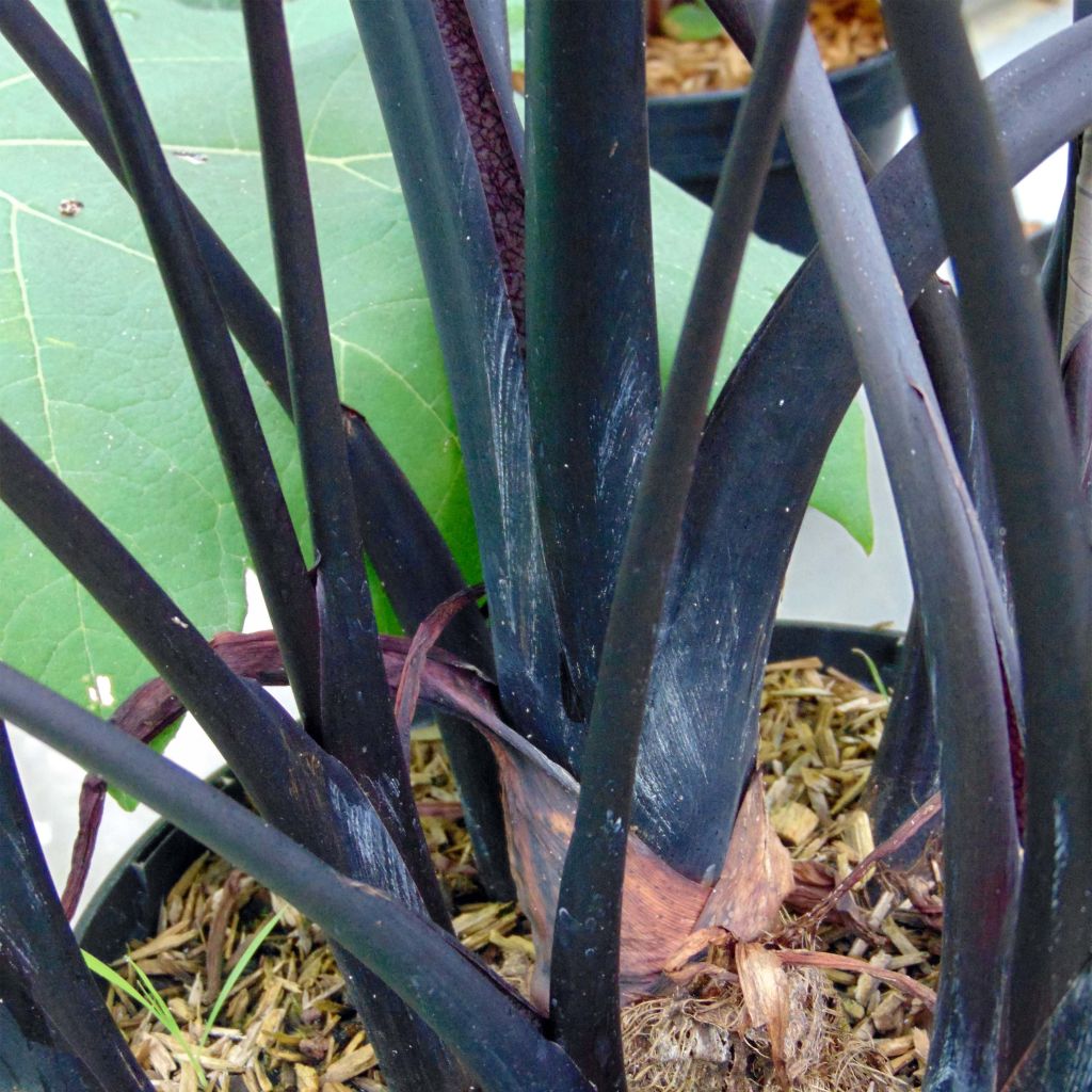 Colocasia Black Stem - Oreille d'Eléphant