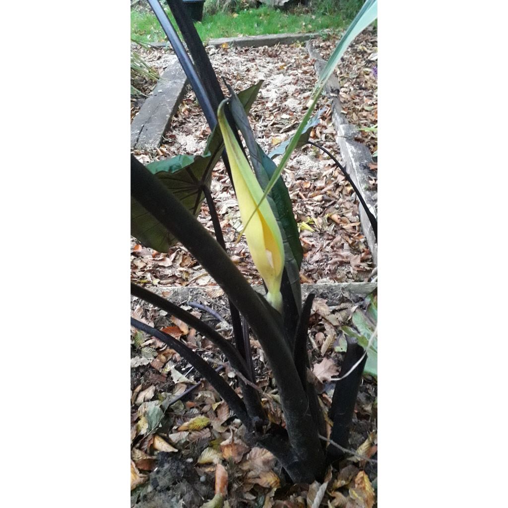 Colocasia Black Stem - Oreille d'Eléphant