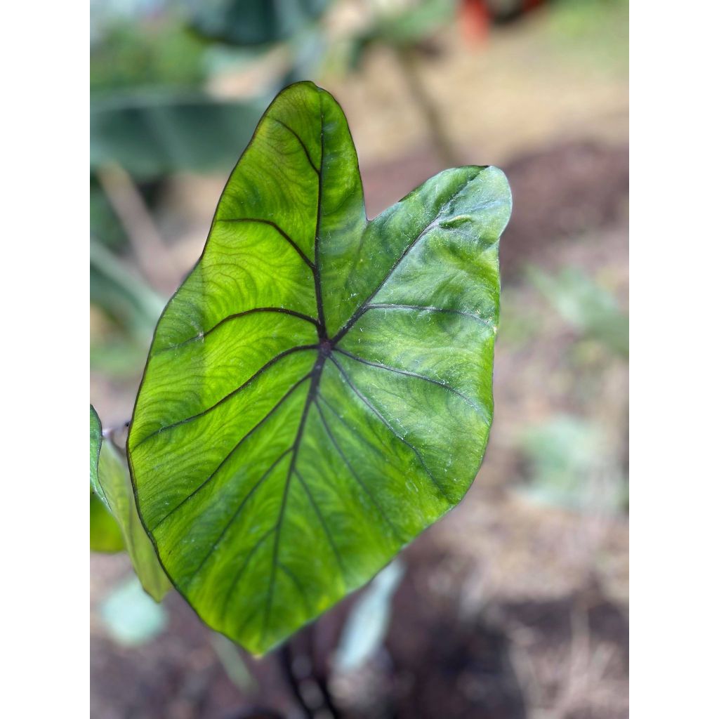 Colocasia Black Stem - Oreille d'Eléphant