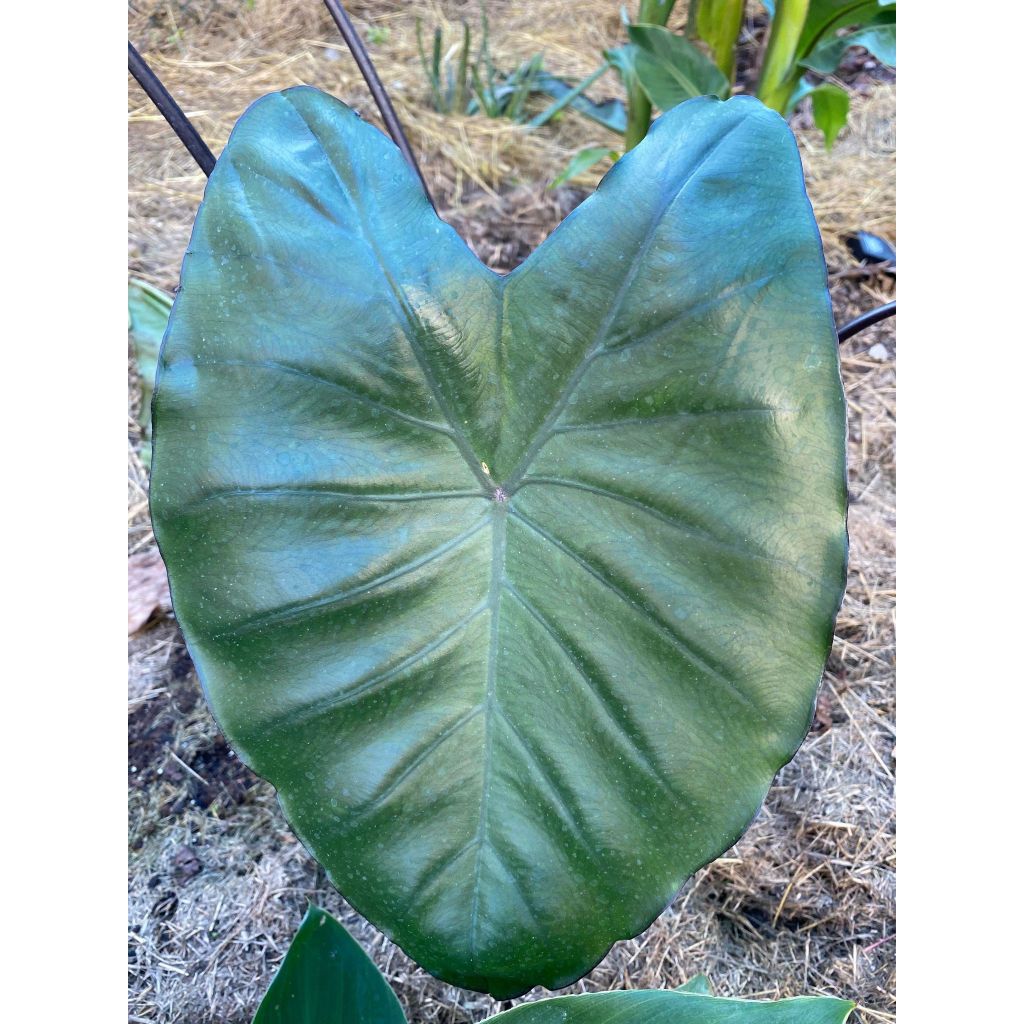 Colocasia Black Stem - Oreille d'Eléphant