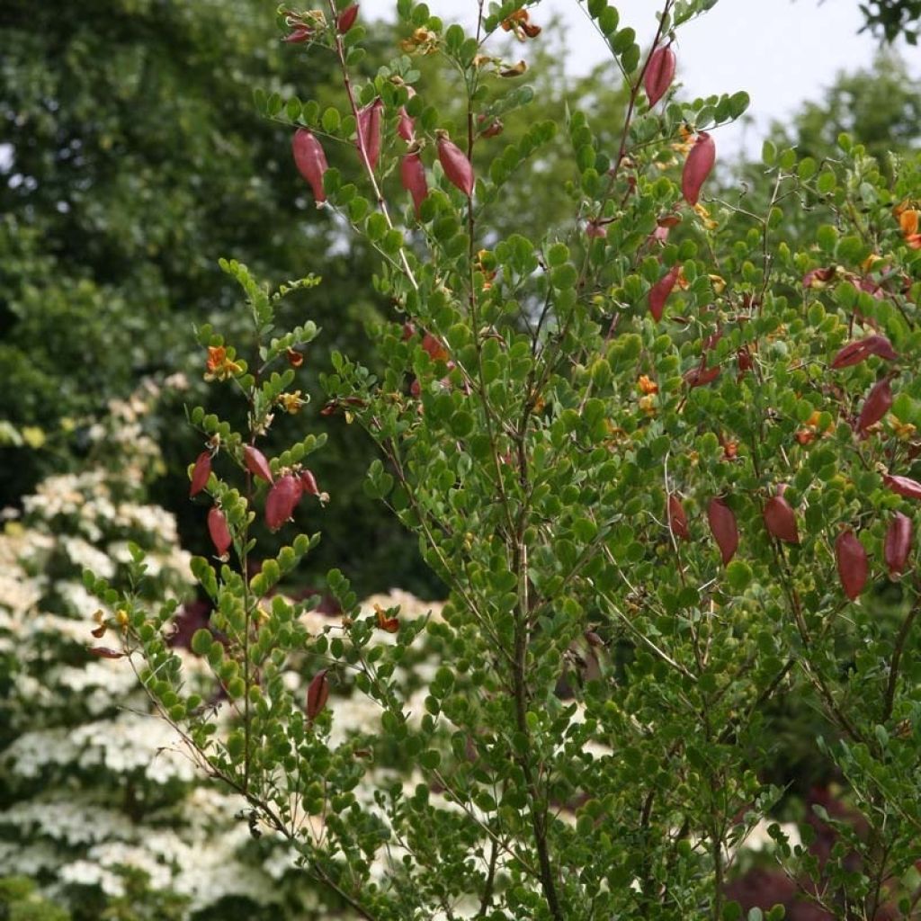 Colutea arborescens - Baguenaudier 