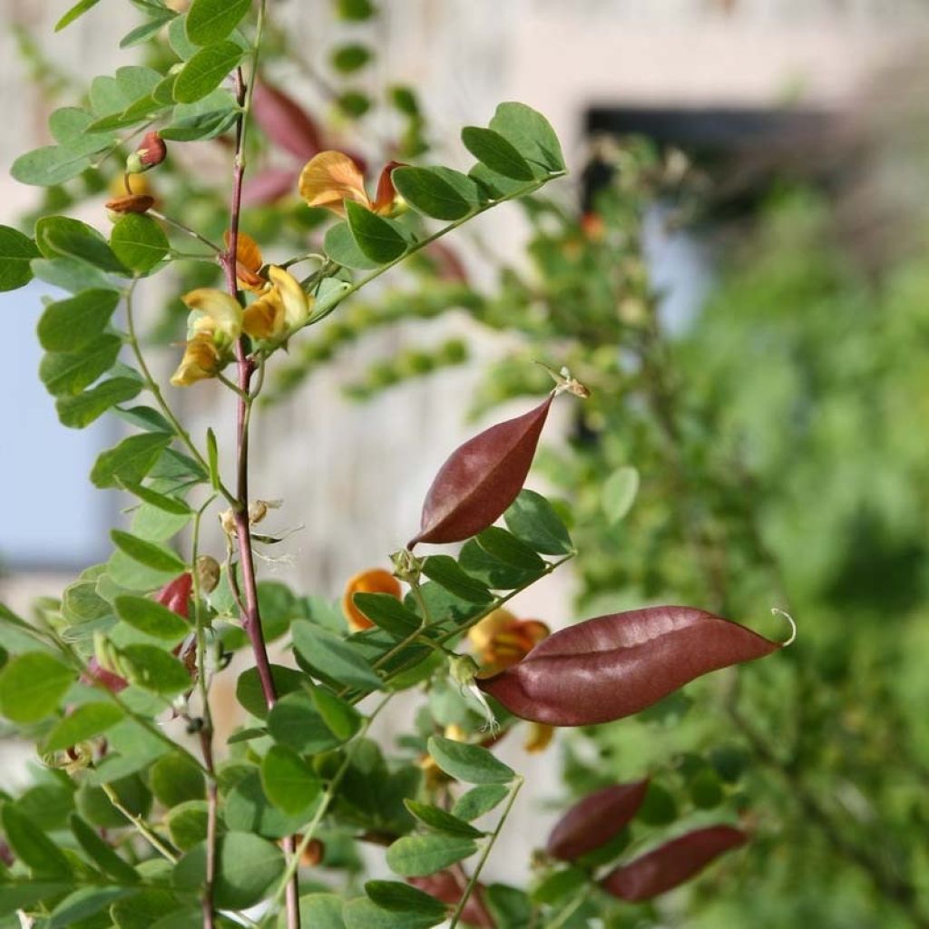 Colutea arborescens - Baguenaudier 