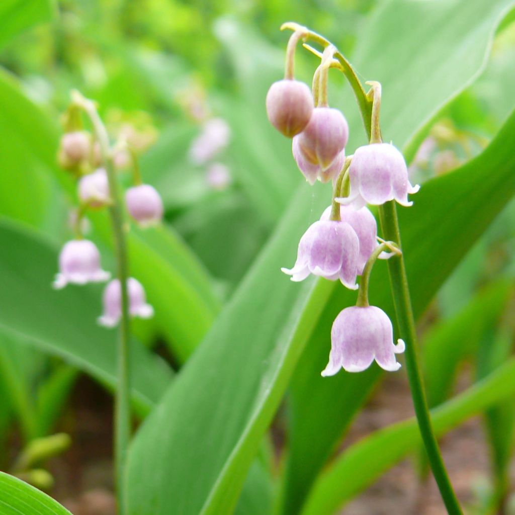 Muguet Rose - Convallaria majalis Rosea