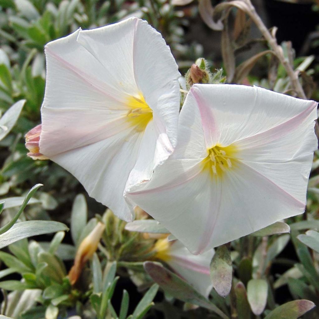 Convolvulus cneorum - Liseron argenté