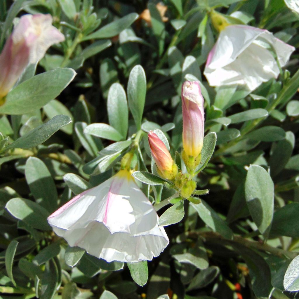 Convolvulus cneorum - Liseron argenté