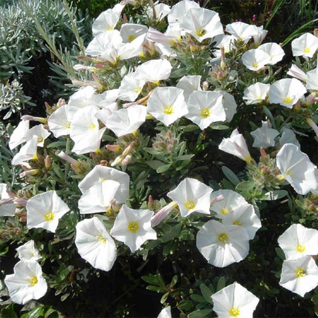 Convolvulus cneorum - Liseron argenté