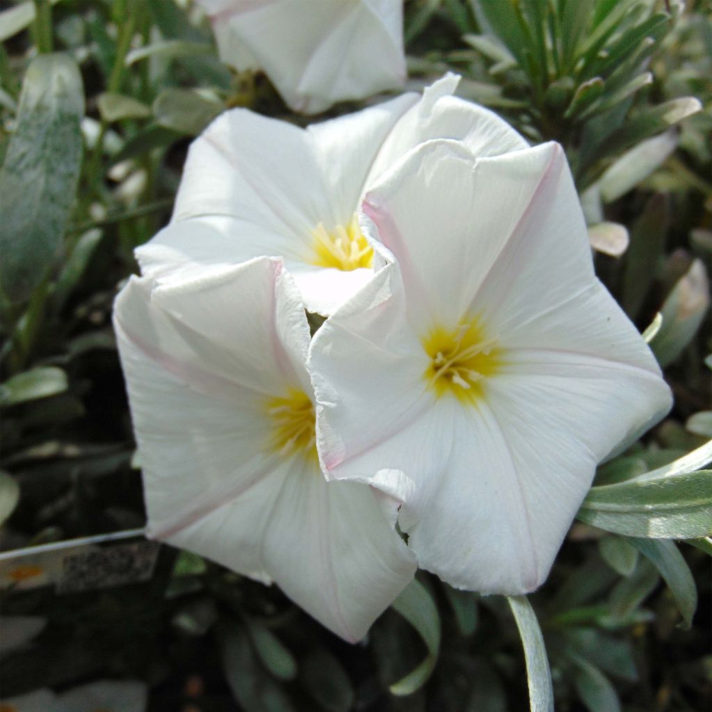 Convolvulus cneorum - Liseron argenté