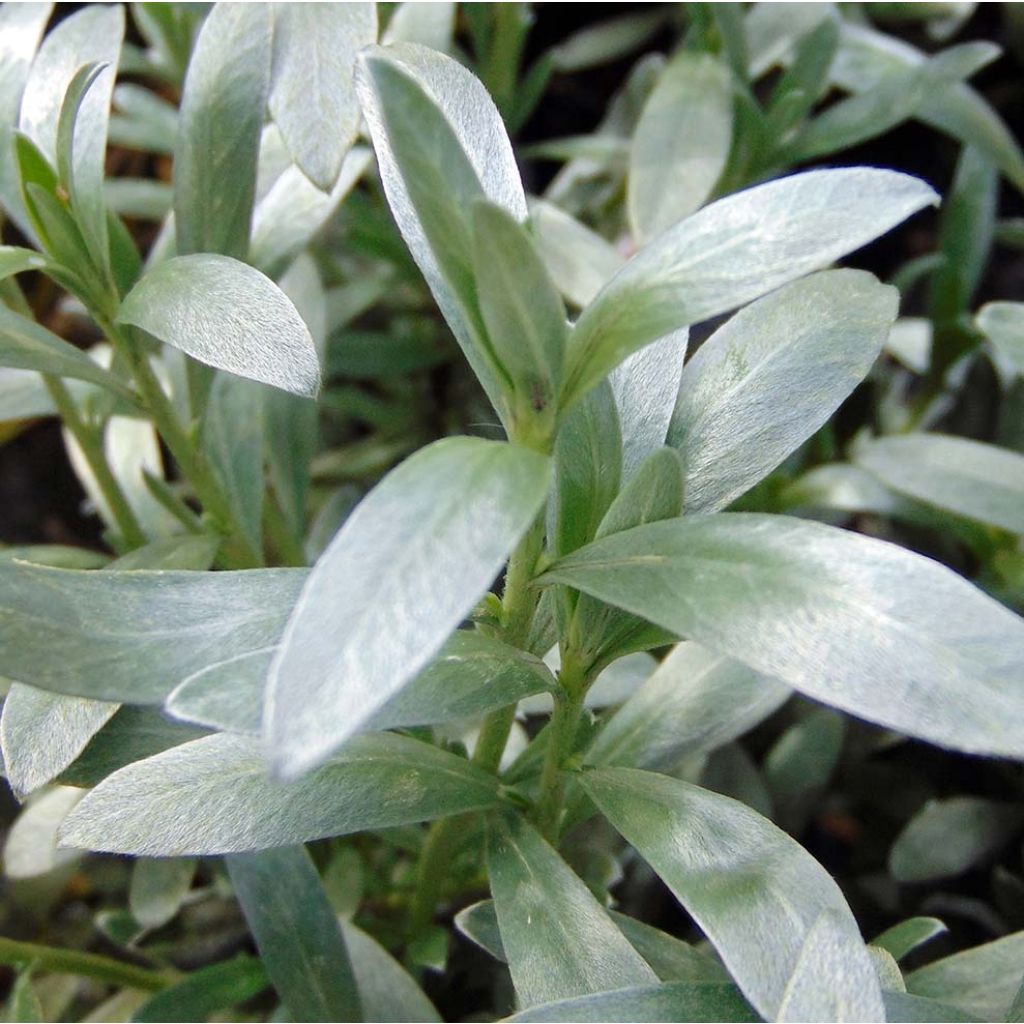 Convolvulus cneorum - Liseron argenté