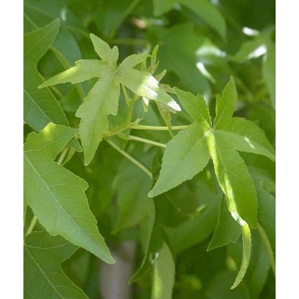 Liquidambar styraciflua Palo Alto - Copalme d'Amérique