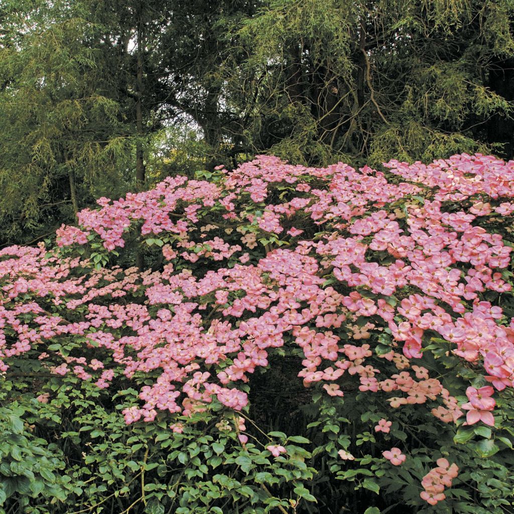 Cornus kousa Satomi - Cornouiller du Japon rose