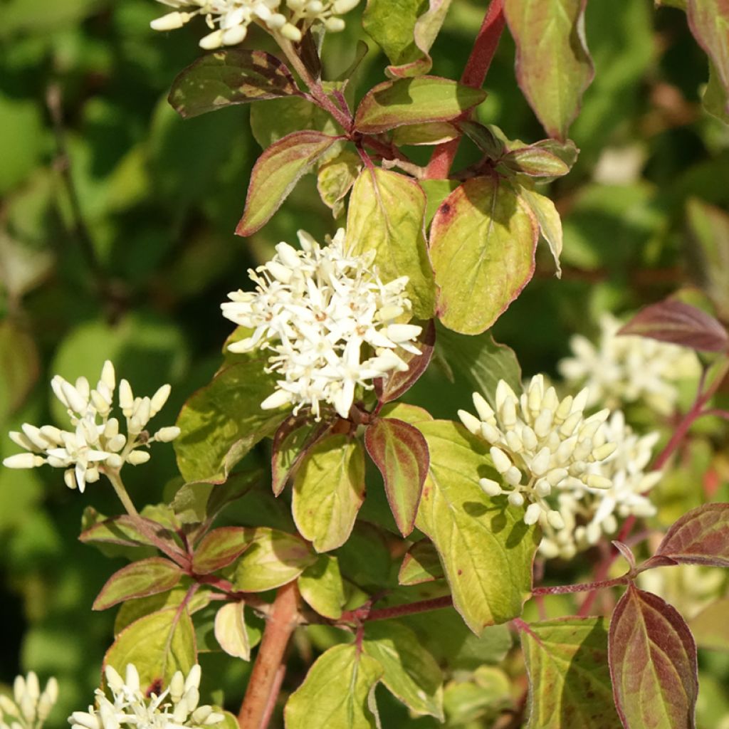 Cornus sanguinea Mid Winter Fire - Cornouiller sanguin