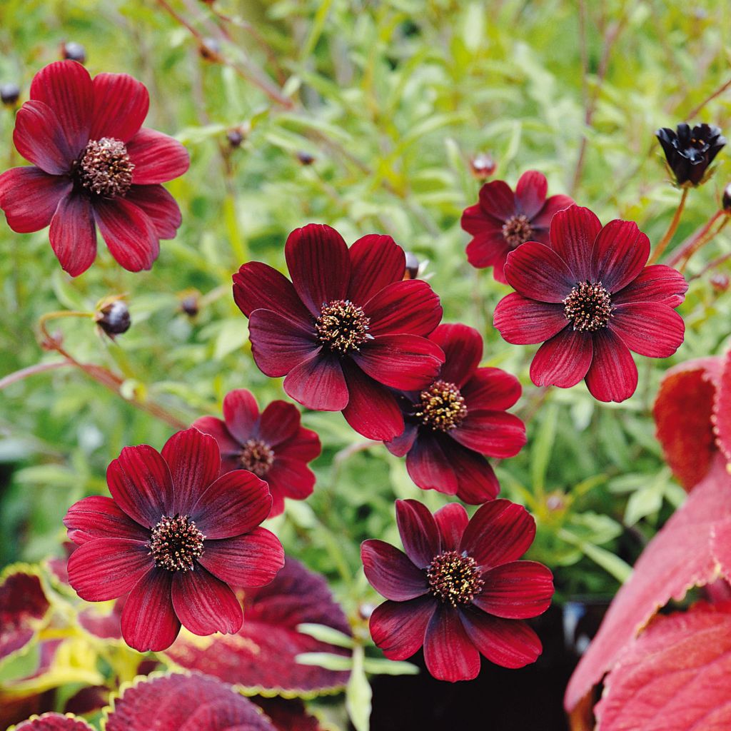 Cosmos atrosanguineus Chocamocha - Cosmos chocolat