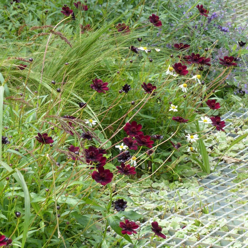 Cosmos atrosanguineus Chocamocha - Cosmos chocolat