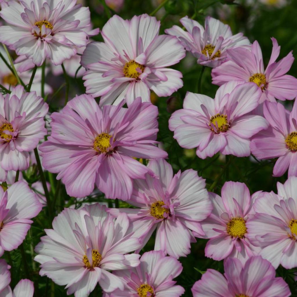 Graines de Cosmos Cosimo Collarette - Cosmos bipinnatus