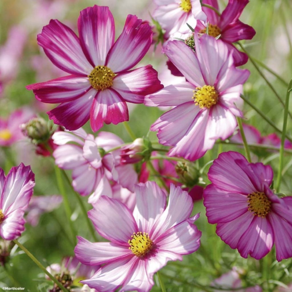 Cosmos Sensation à grandes fleurs varié