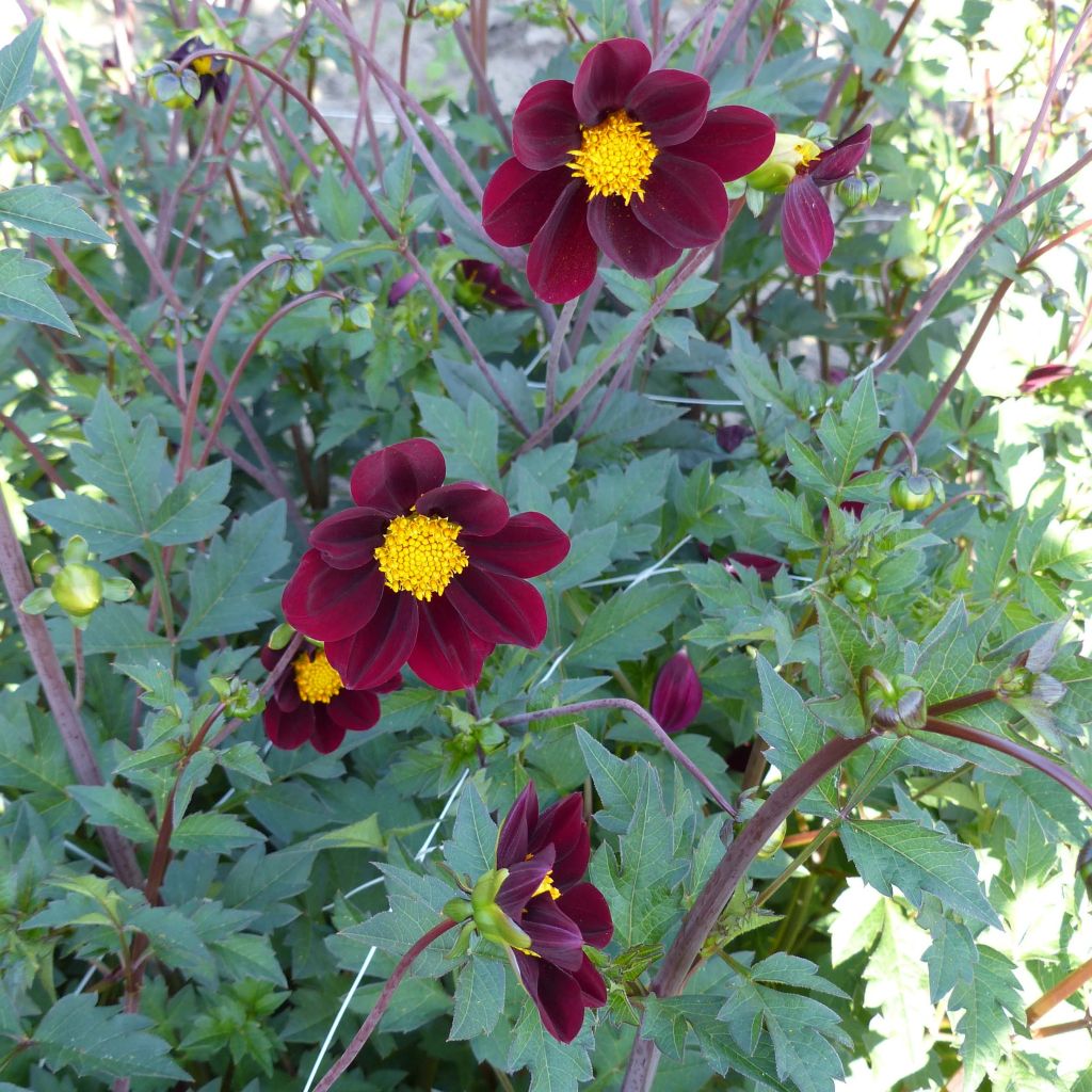 Cosmos x Dahlia Mexican Star