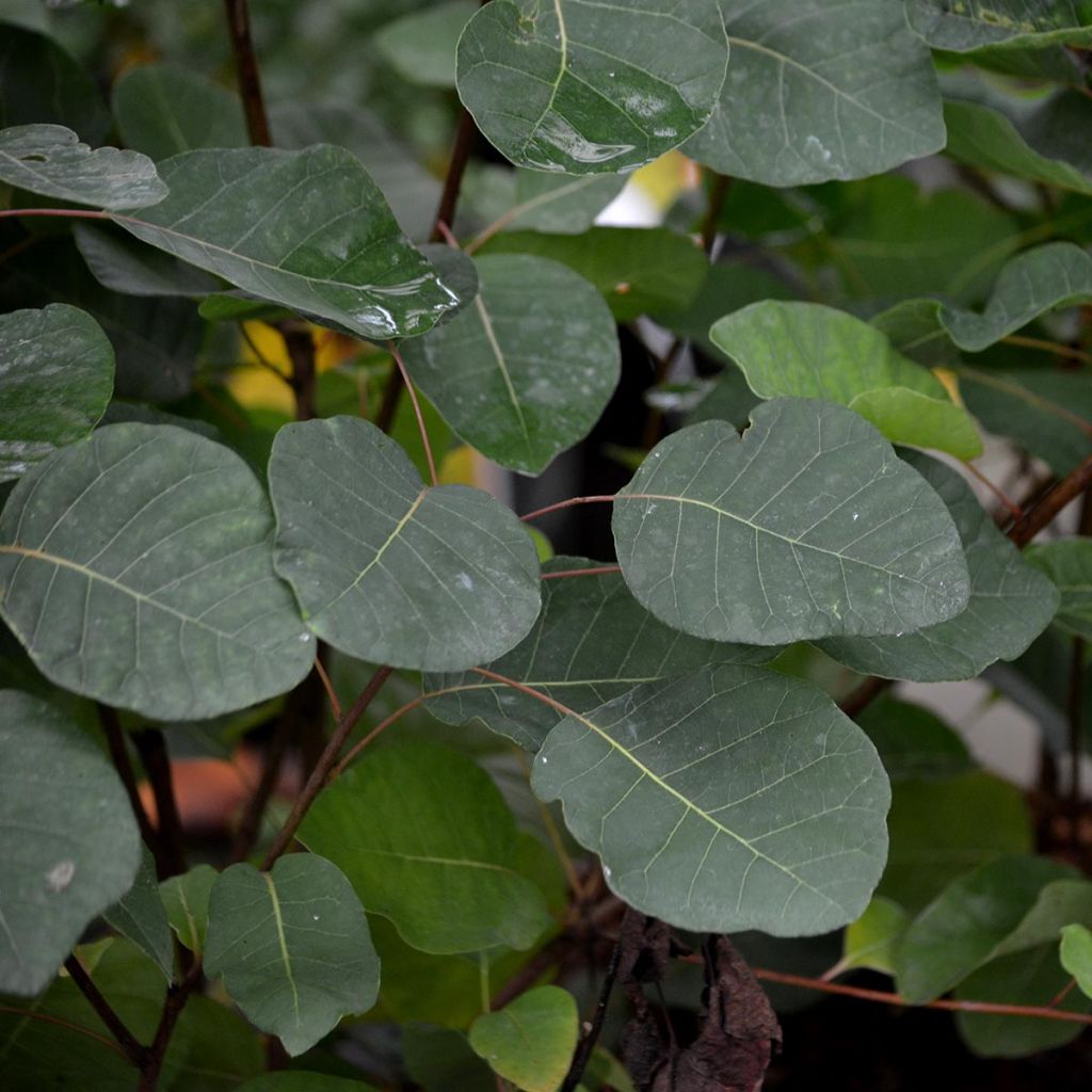 Cotinus coggygria - Arbre à Perruques