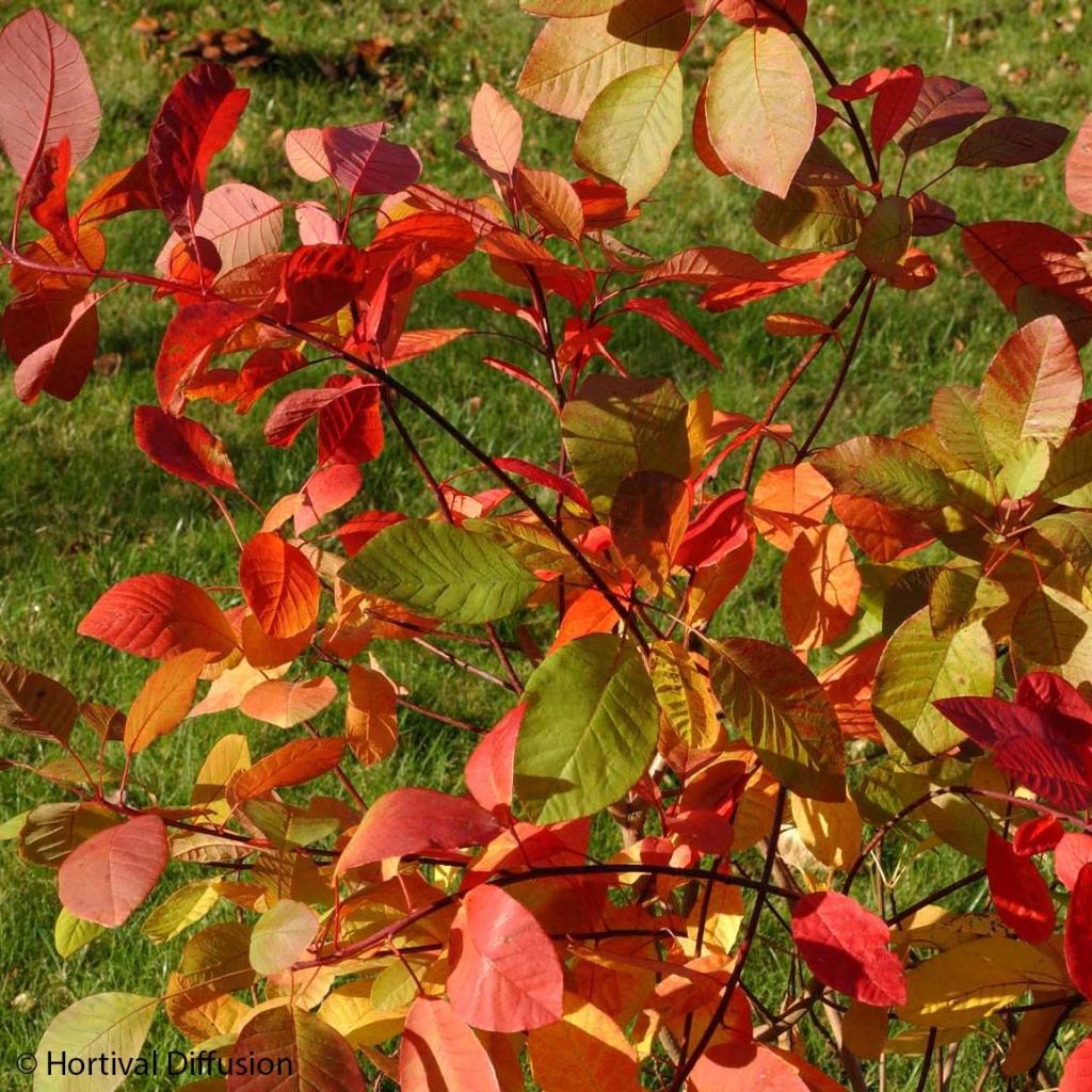 Cotinus coggygria Flame - Arbre à perruque