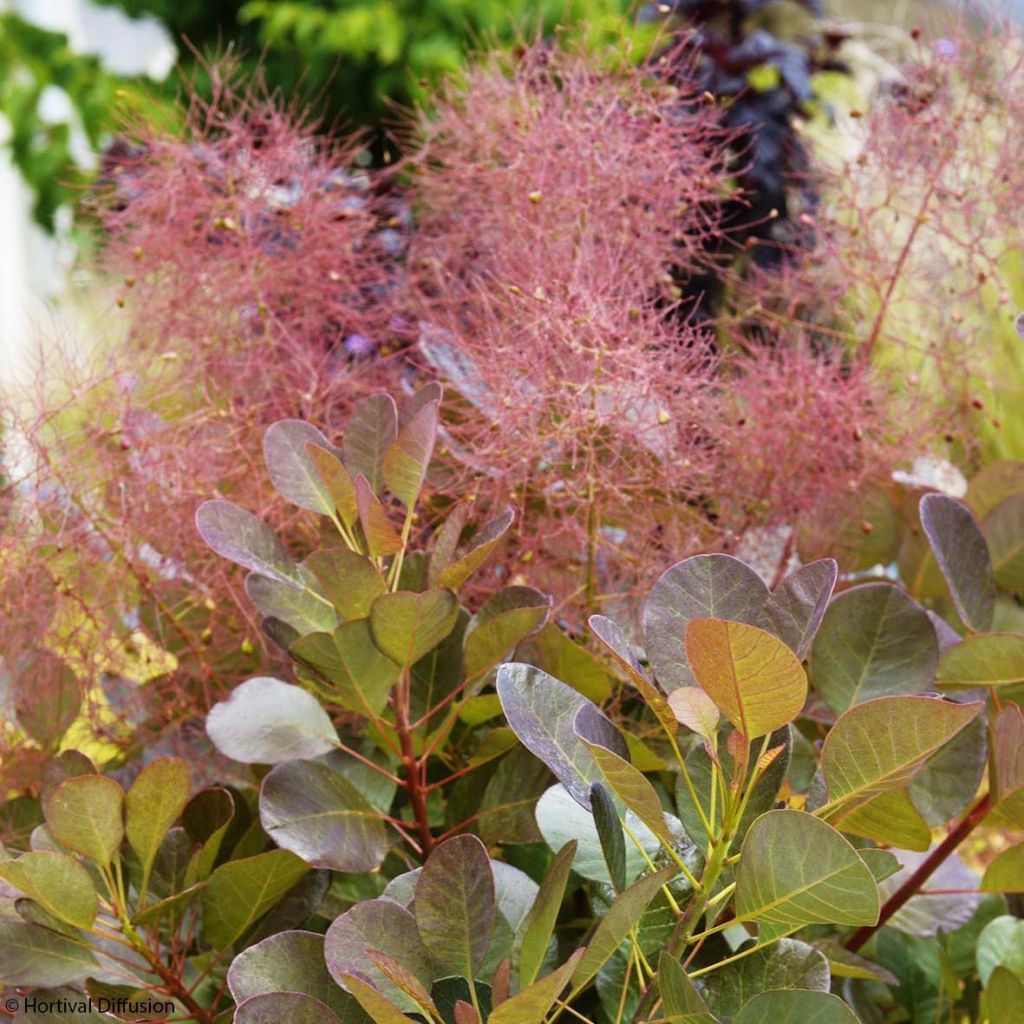 Cotinus coggygria Flamissimo - Arbre à perruque