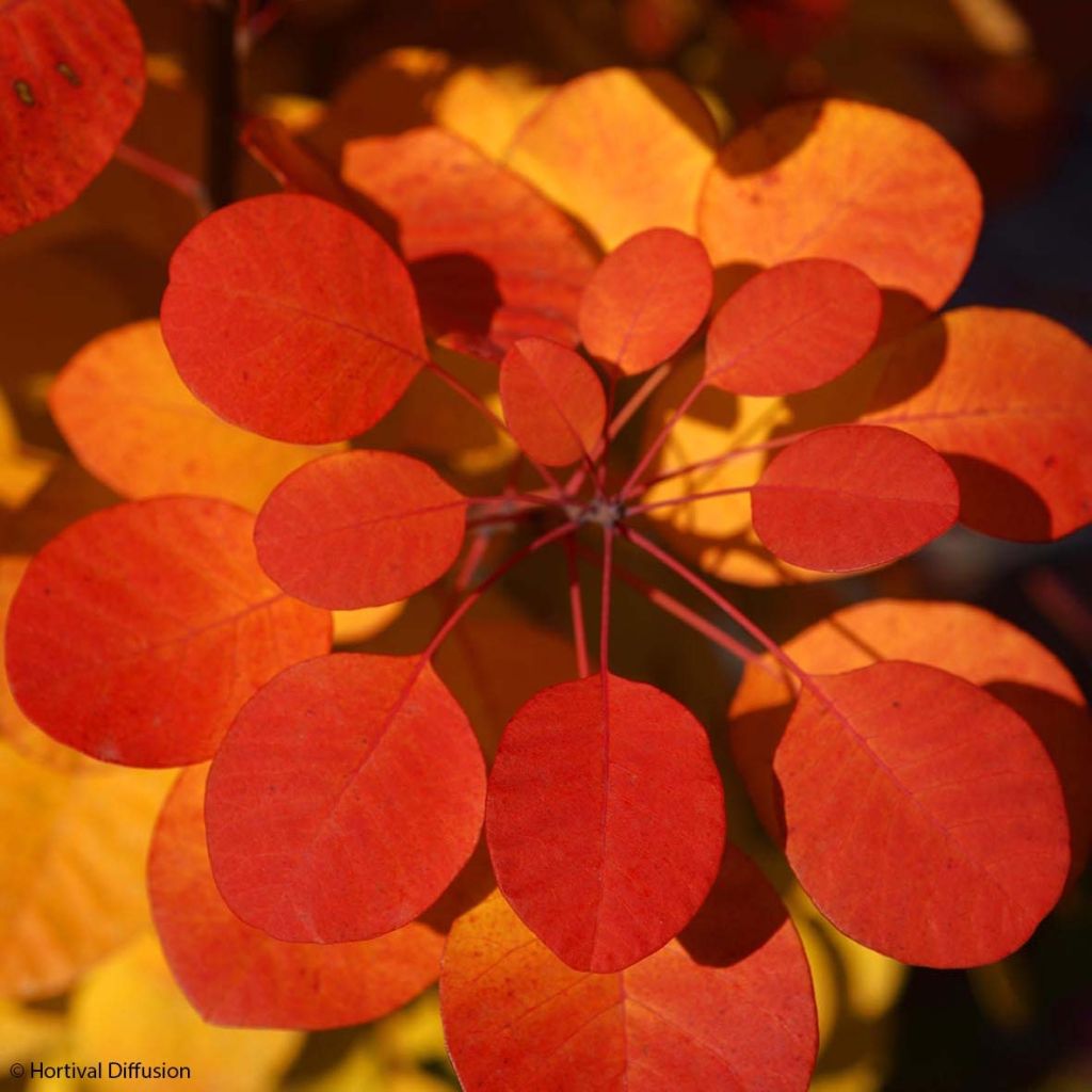 Cotinus coggygria Flamissimo - Arbre à perruque