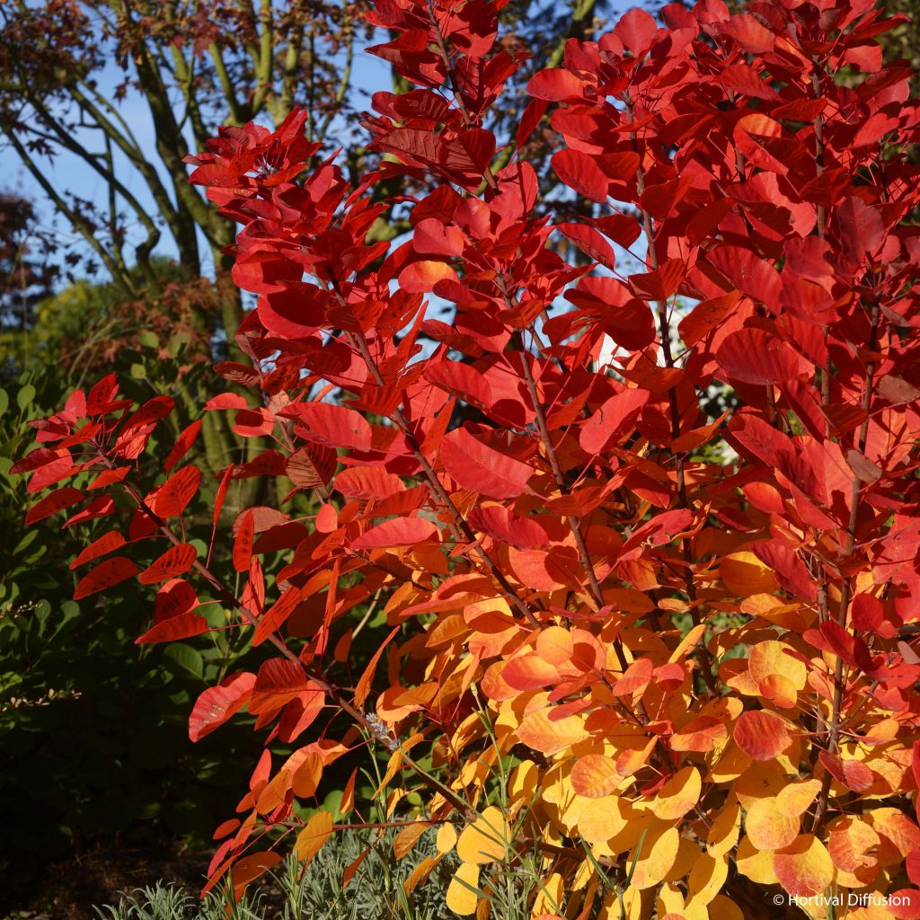 Cotinus coggygria Flamissimo - Arbre à perruque