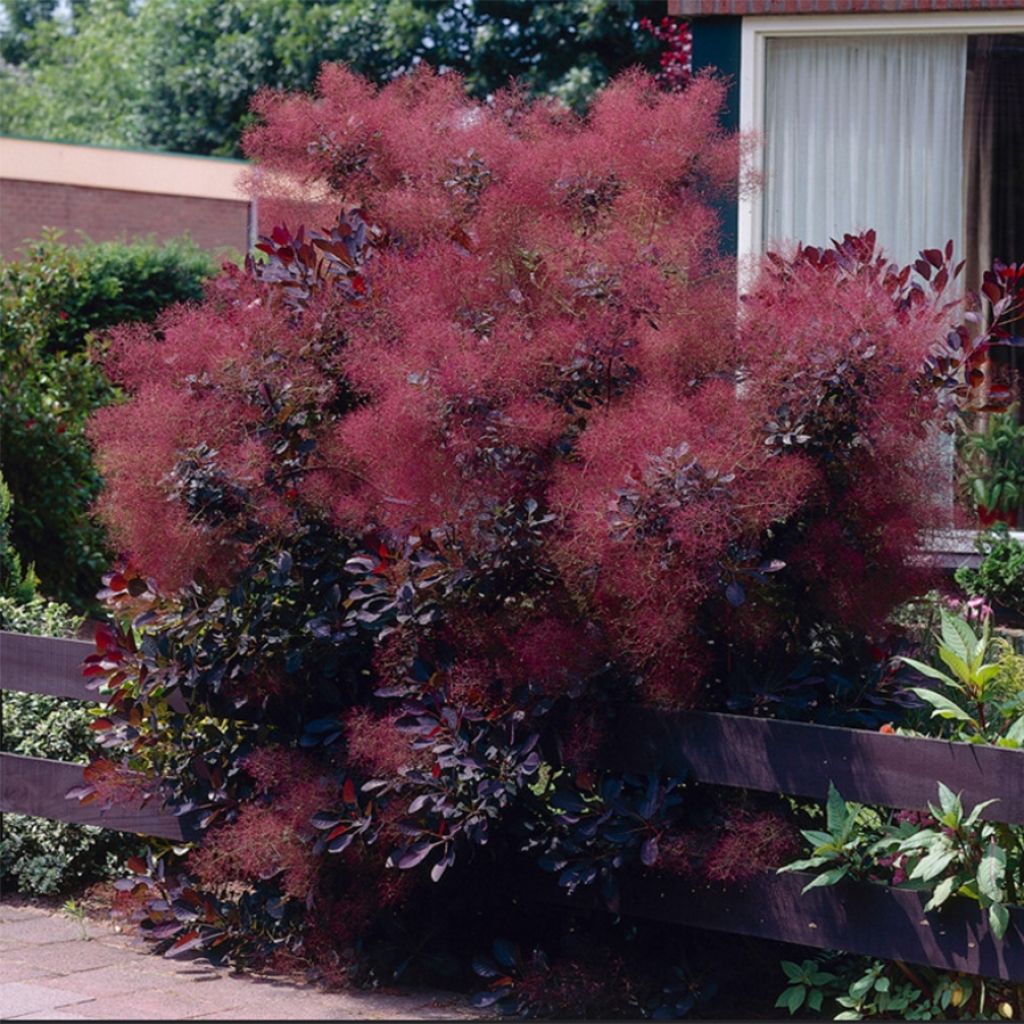 Cotinus coggygria Royal Purple - Arbre à perruque 